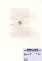 藏品(楔形仙掌藻)的圖片